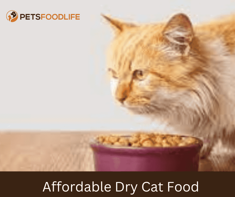 Affordable Dry Cat Food for Kitten to Adult Transition