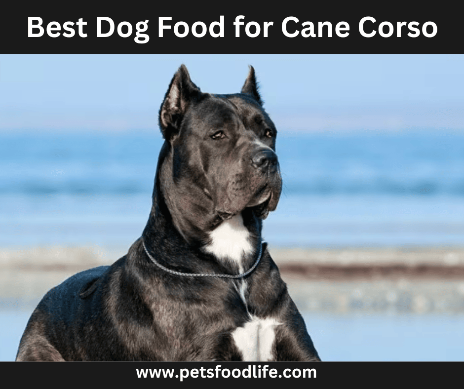 Best-Dog-Food-for-Cane-Corso