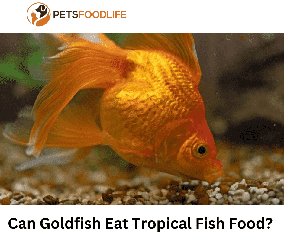 Can Goldfish Eat Tropical Fish Food