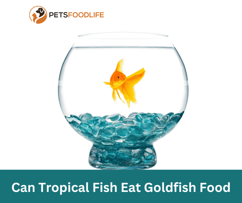 Can Tropical Fish Eat Goldfish Food