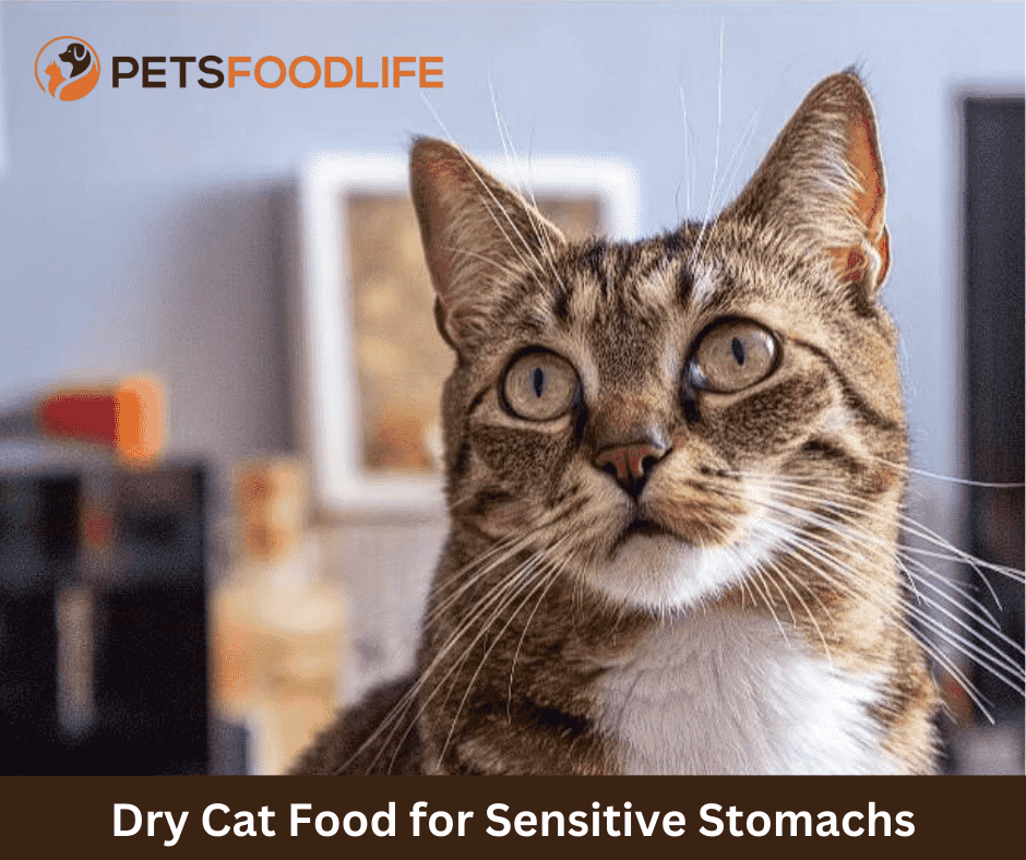 Top-Rated Dry Cat Food for Sensitive Stomachs