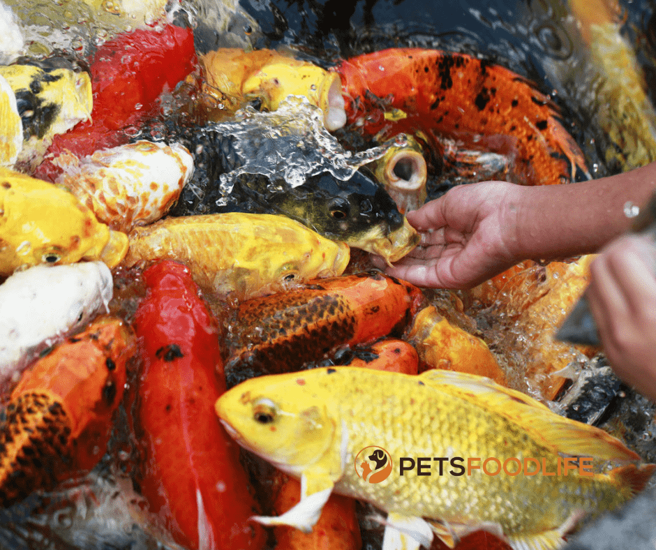 Best Koi Fish Food: For Good Health and Beauty