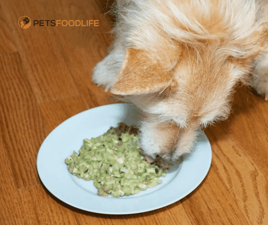 Low Phosphorus Dog Food: Critical for the Health of Your Dog