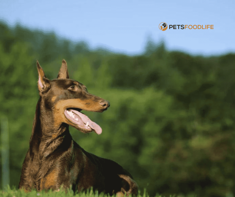 Best Dog Food for Dobermans: Top Nutrition Choices for Your Dog