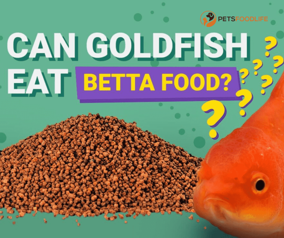 Can Goldfish Eat Betta Food