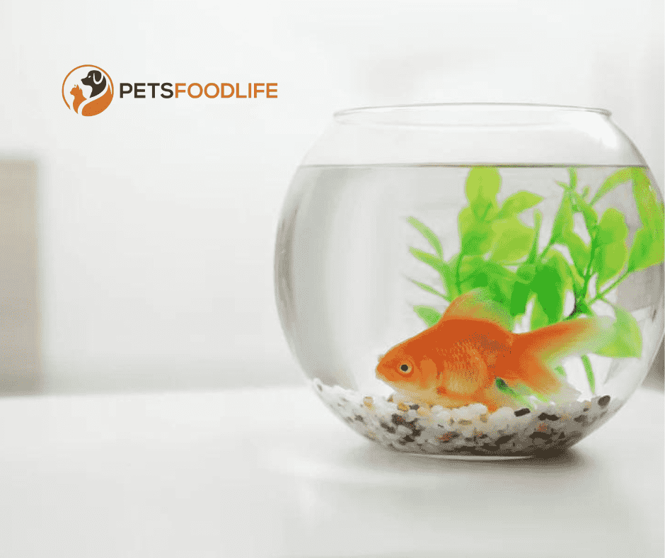 How Long Can Goldfish Go Without Food?