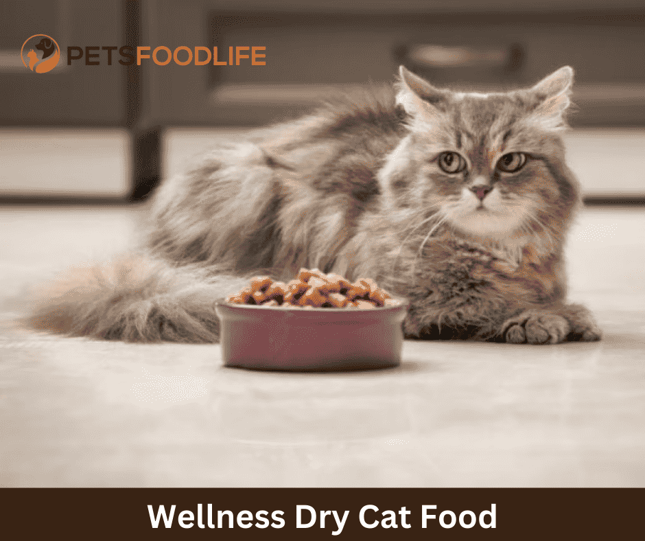 The Ultimate Guide to Wellness Dry Cat Food