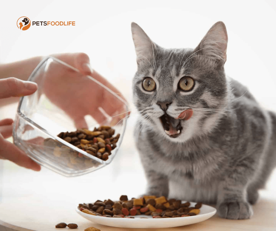 Best Cat Food for Allergies