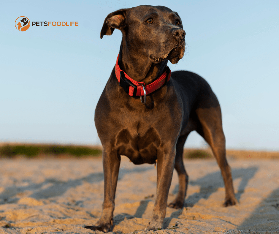 best dog food for great danes