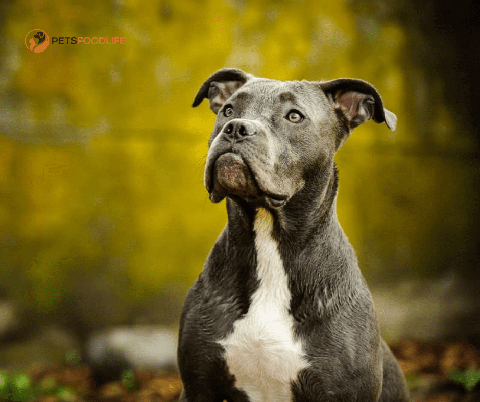 Best Dog Food for Pitbull Puppies: A Complete Guide