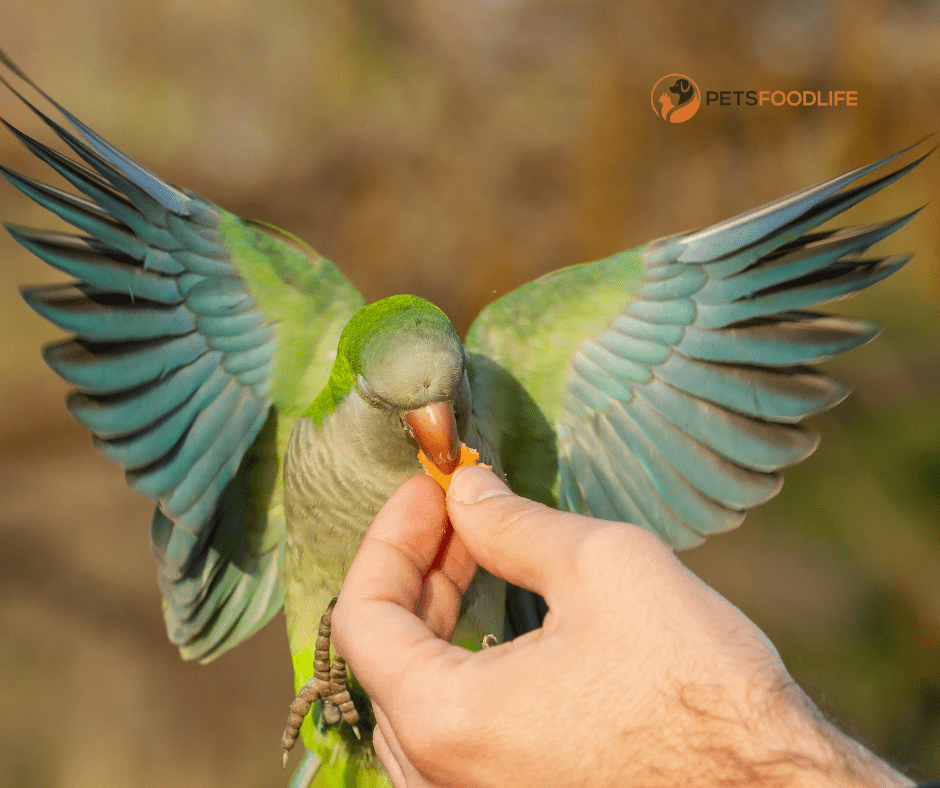 Best Parrot Food: Enhance Your Bird’s Well-Being