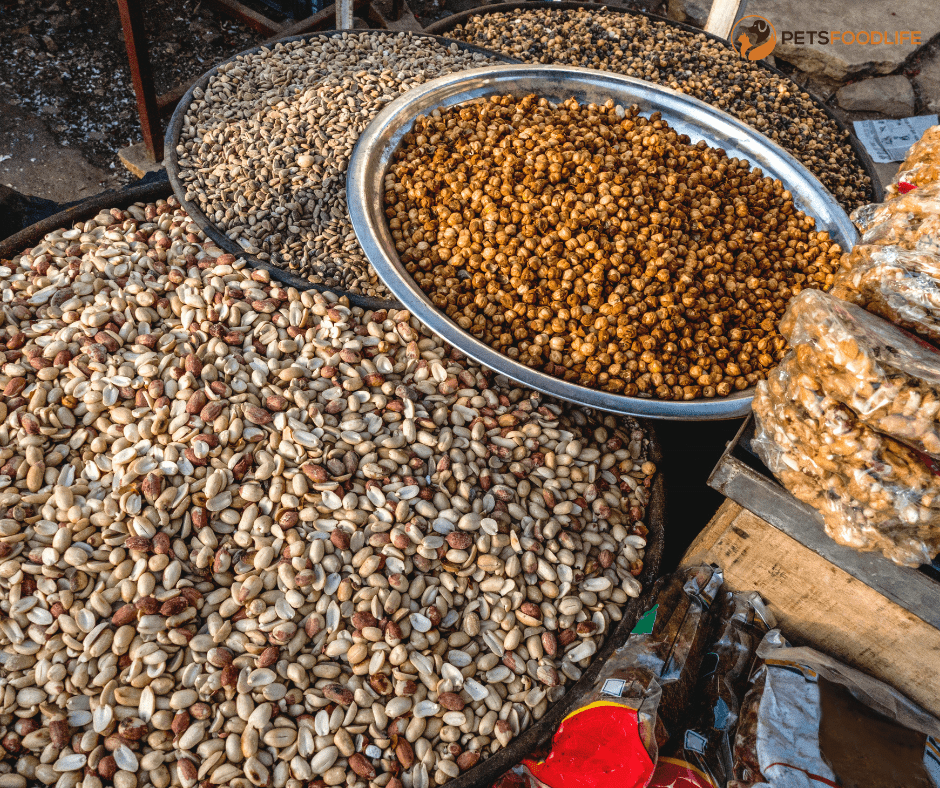 Bird Canary Food