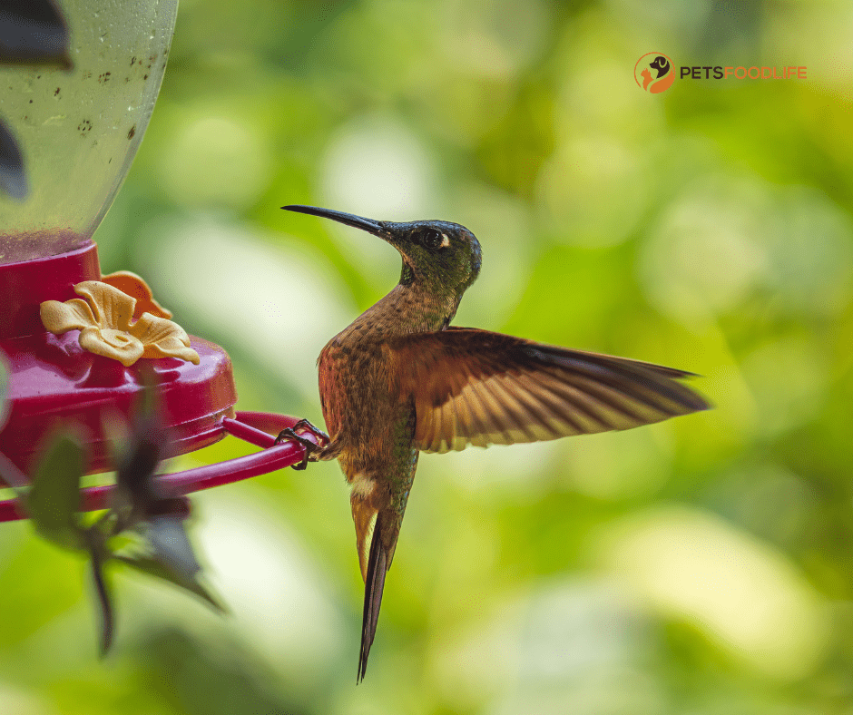 Bird Food Cakes