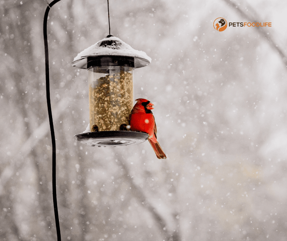 Bird Food for Cardinals