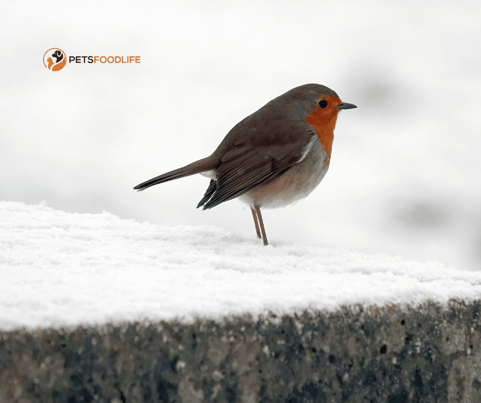 Bird Food for Finches