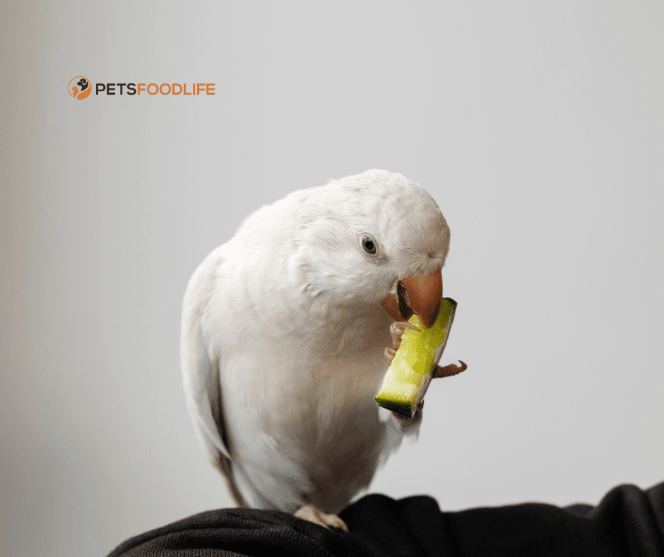 Bulk Parrot Food: A Smart Choice for Parrot Owners