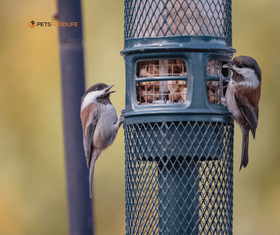 Can Pet Birds Eat Wild Bird Food?