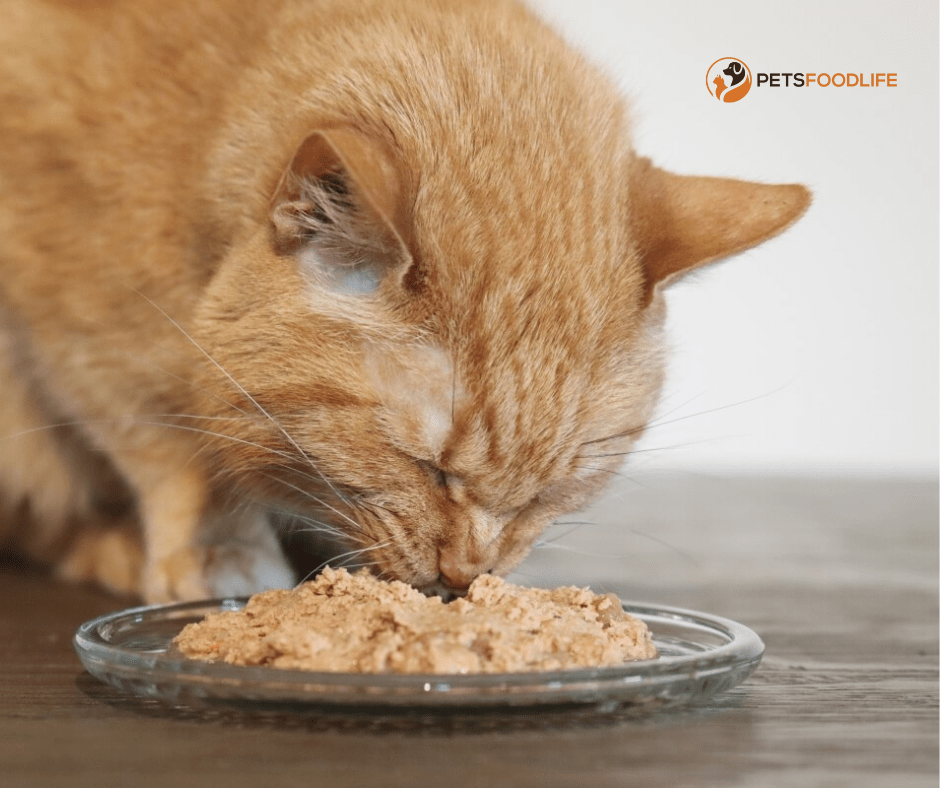 Grain-Free Wet Cat Food