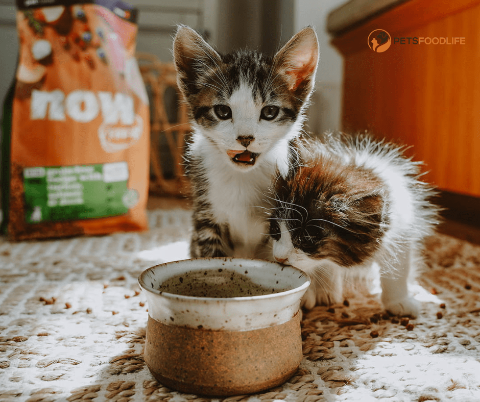 High-Protein Wet Cat Food: Complete Guide