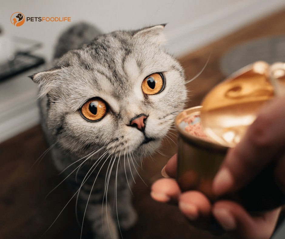 Human Grade Cat Food: Unveiling Top Health Benefits!