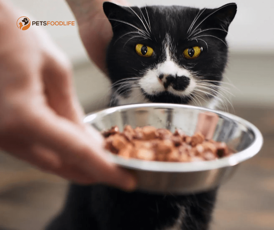 Low Protein Cat Food