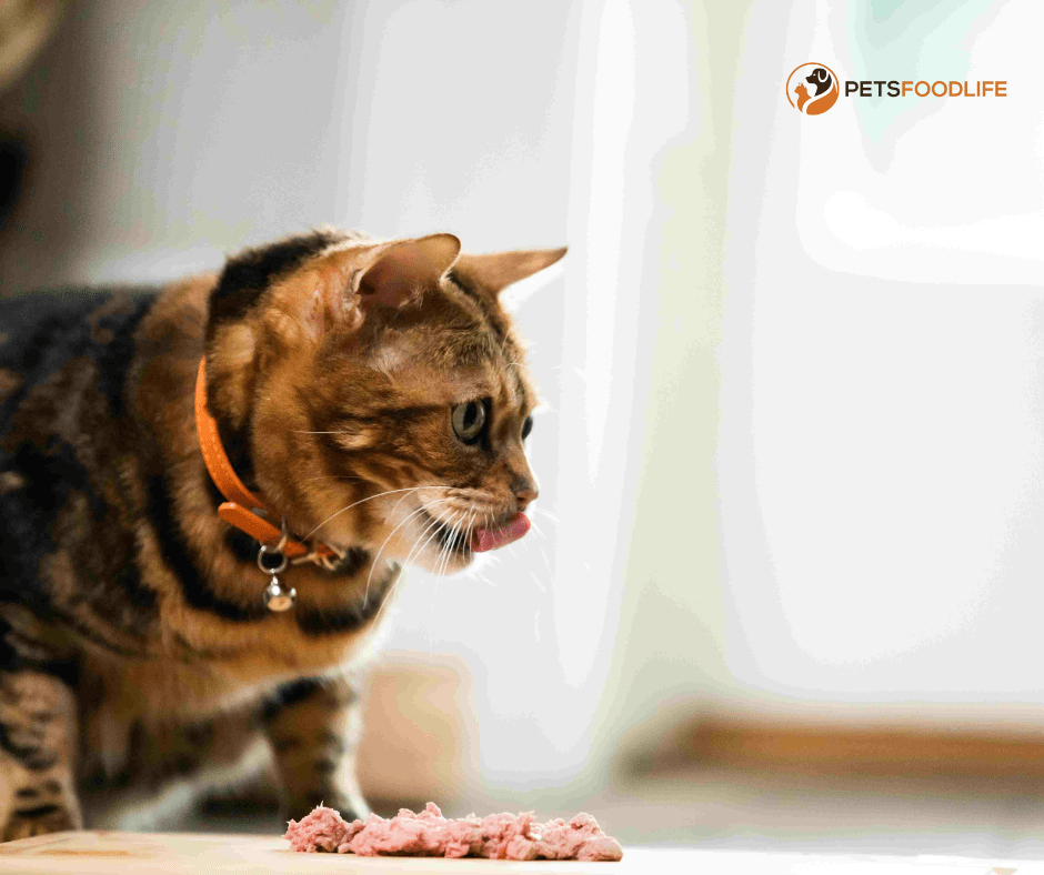 Natural Balance Cat Food: The most nutritious food for your cat