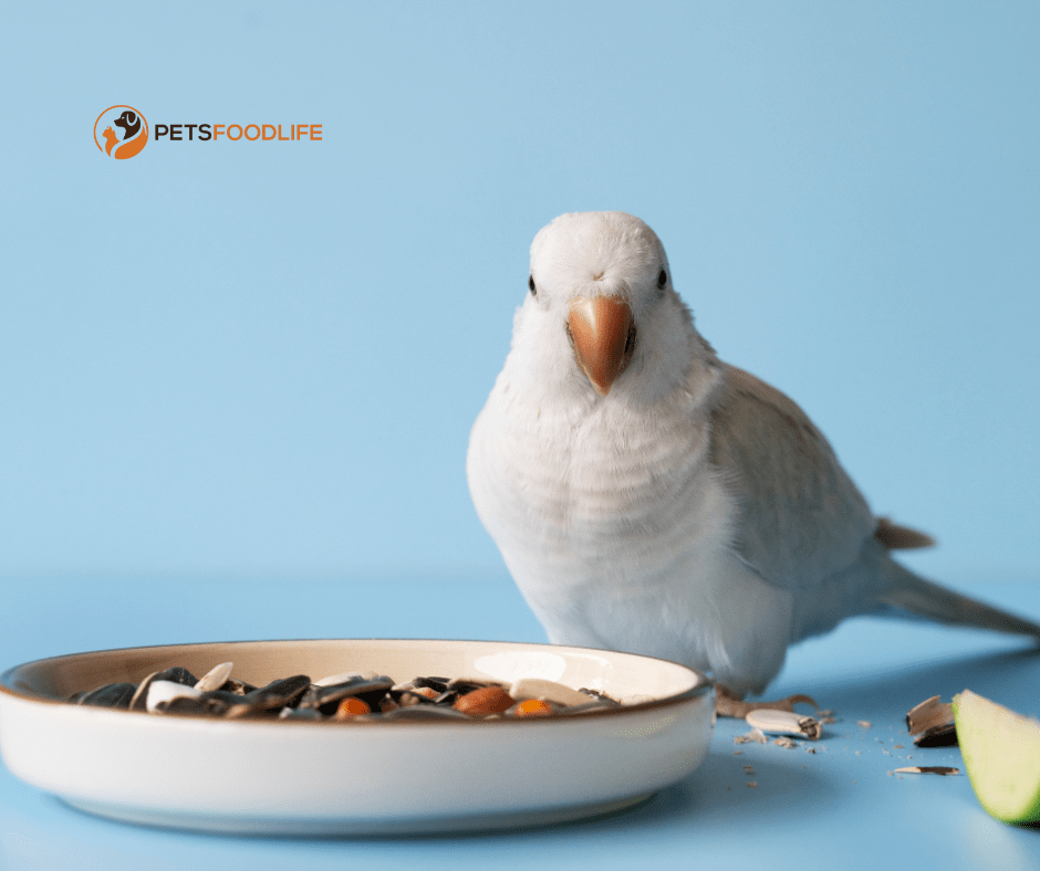 Pet Bird Food