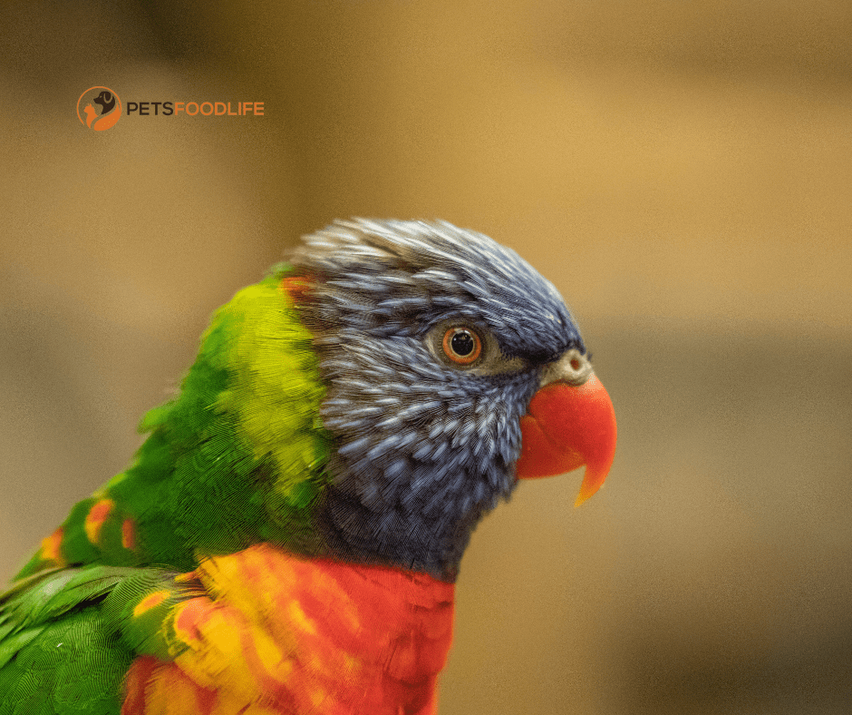 Tops Parrot Food: The Smart Choice for Parrot Nutrition