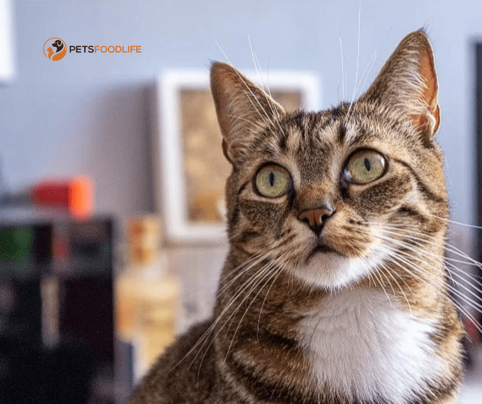 Wet Canned Cat Food: Understanding and Benefits