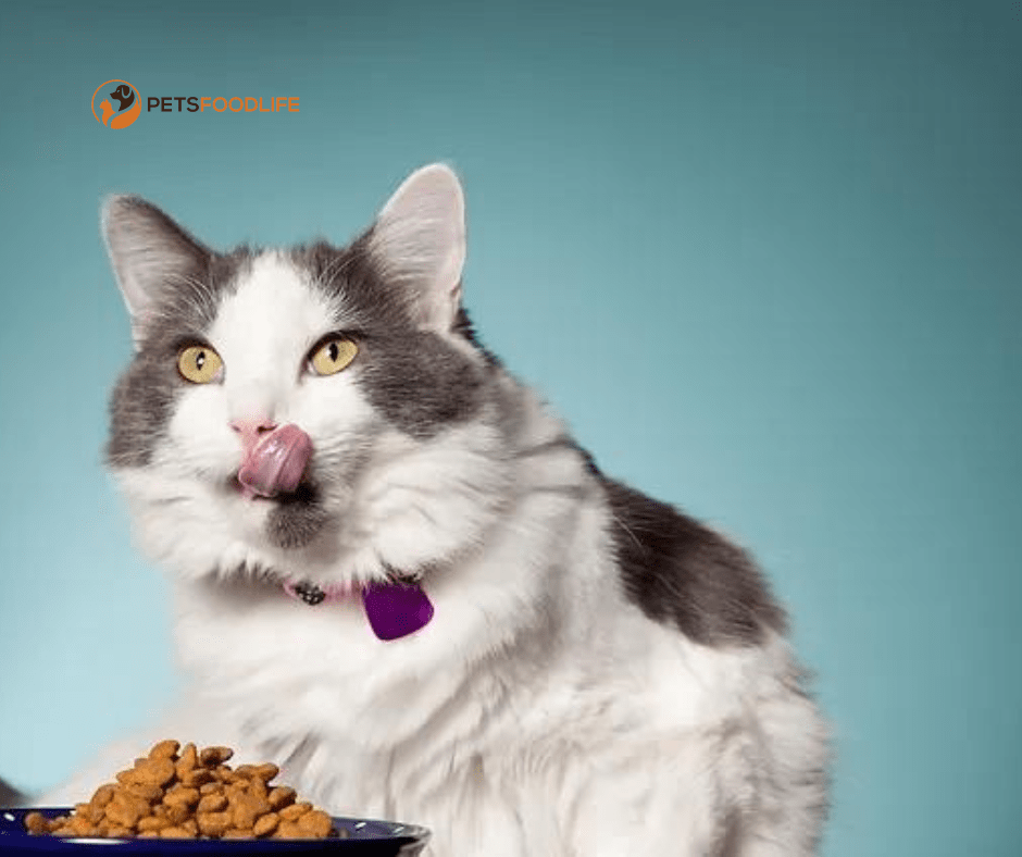 Complete Wet Cat Food for Kittens: All You Need to Know