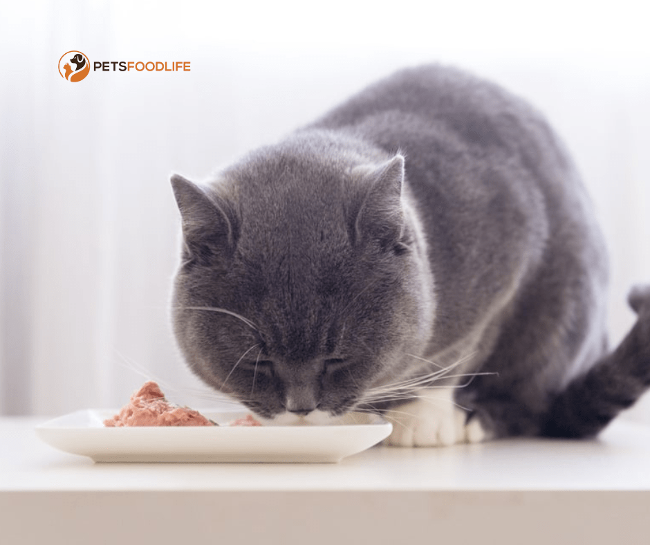 Wet Cat Food for Sensitive Stomach: The Ultimate Guide