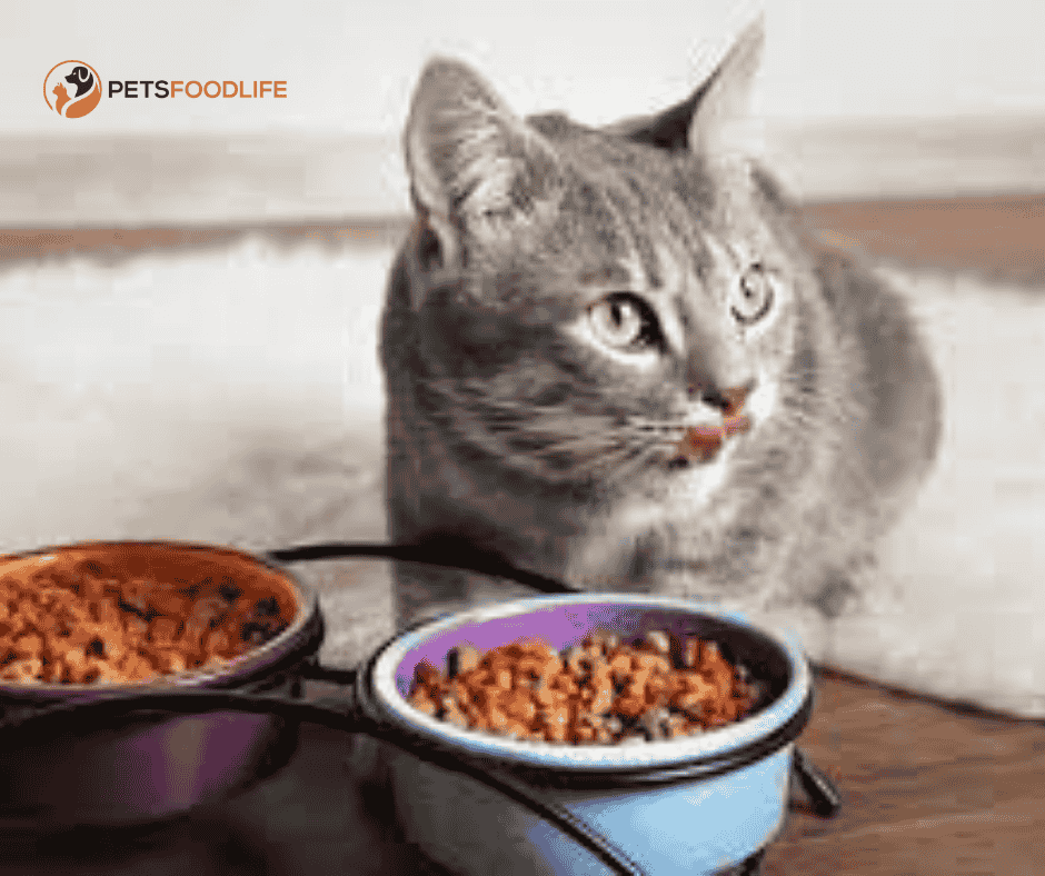 Best Cat Dry Food: A Comprehensive Guide for Your Feline’s Health