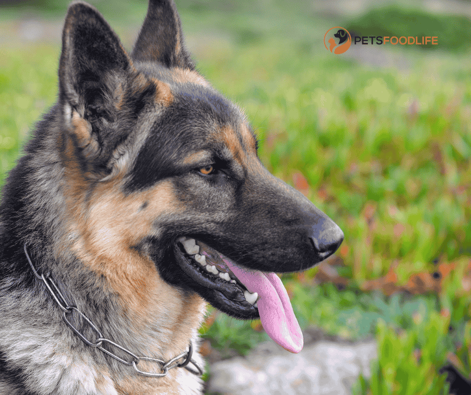 best dog food for gsd