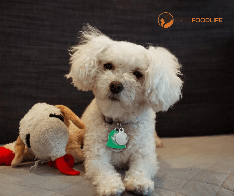 best dog food for poodles