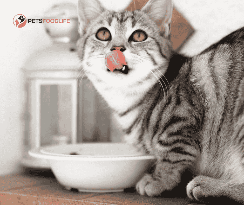 Best Dry Food for Stray Cats High Calorie: A Complete Guide