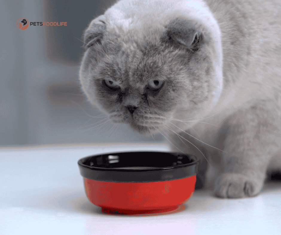 dry cat food for diabetic cats