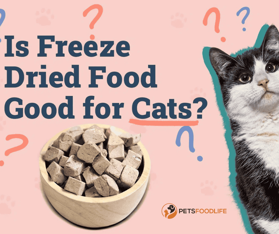 Freeze Dried Cat Food: A Nutritious and Convenient Choice for Your Feline
