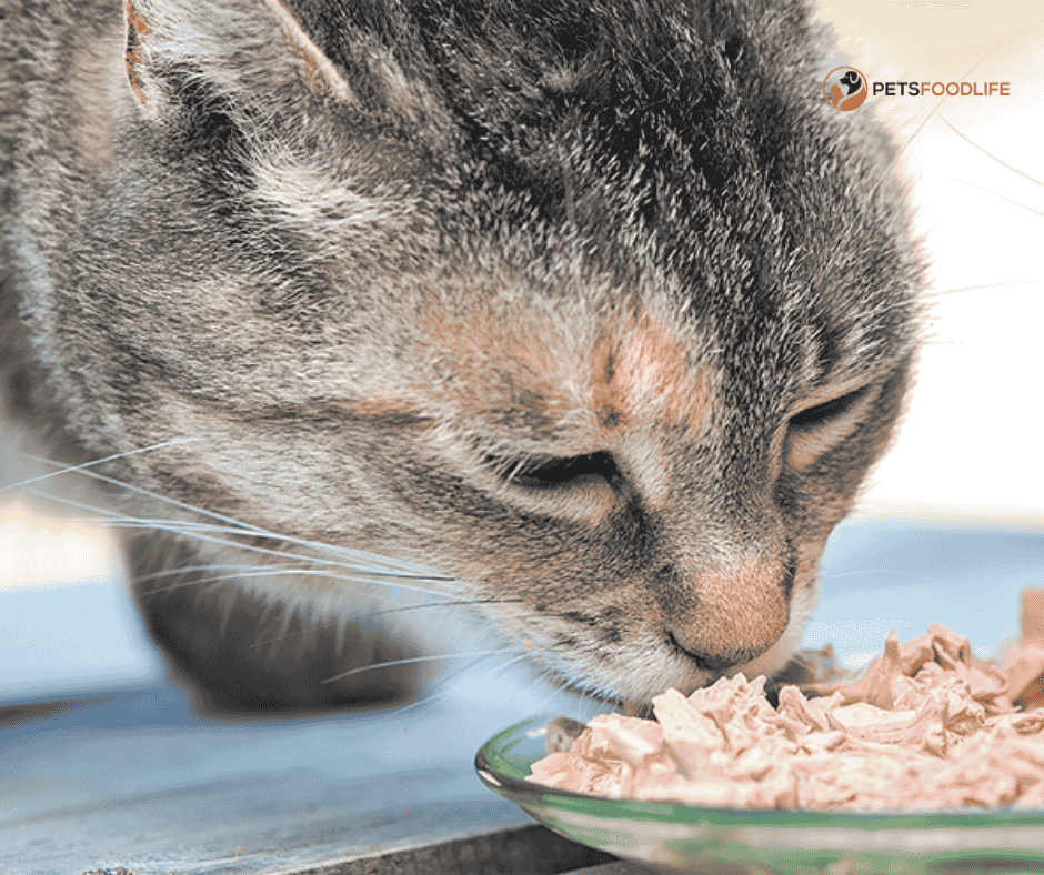 Gentle Giant Cat Food: A Great Idea For Those Who Have Big Cats