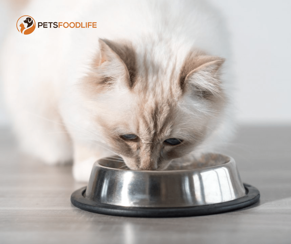 What Makes Gentle Giants Cat Food the Ideal Choice for Your Cat