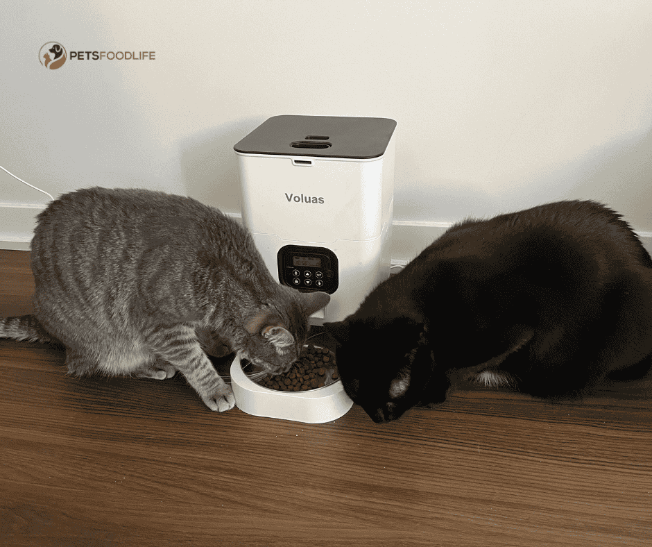 Wet Cat Food Automatic Feeder With Pet ID Technology: Feeding Made Easy