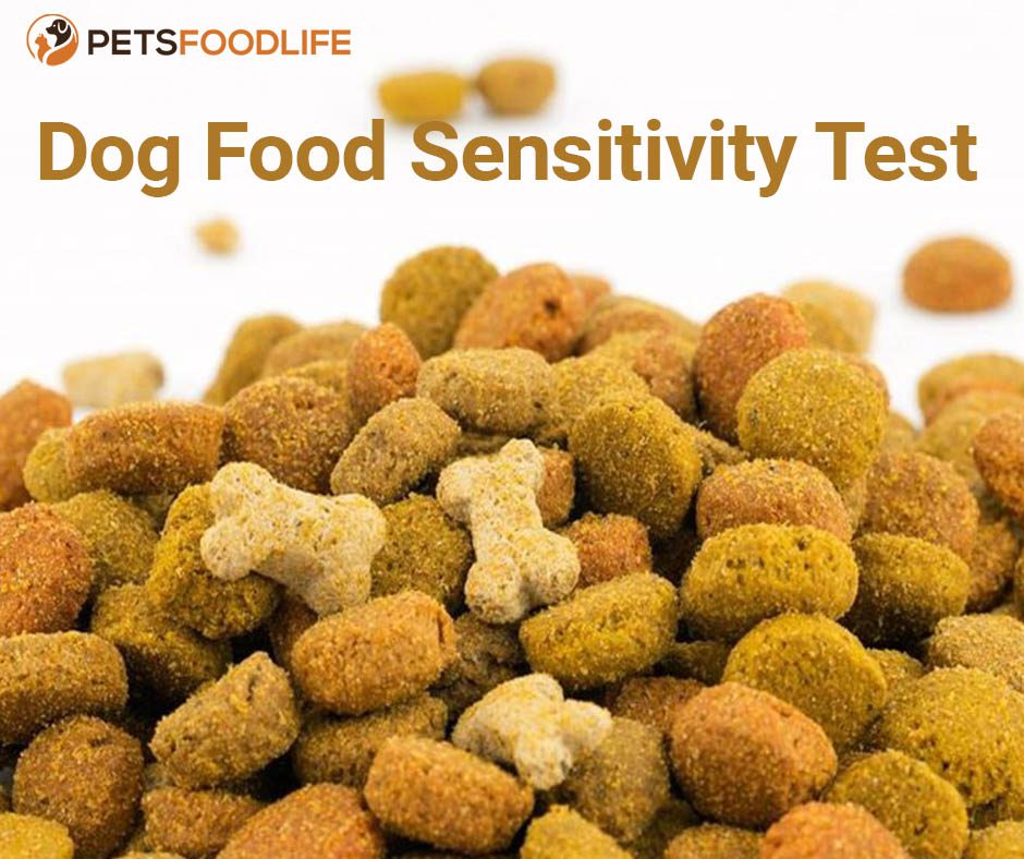 Dog Food Sensitivity Test: Identify and Manage Food Allergies Easily