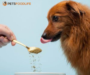 dog food sensitivity test1