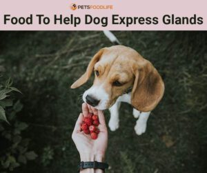 food to help dog express glands2