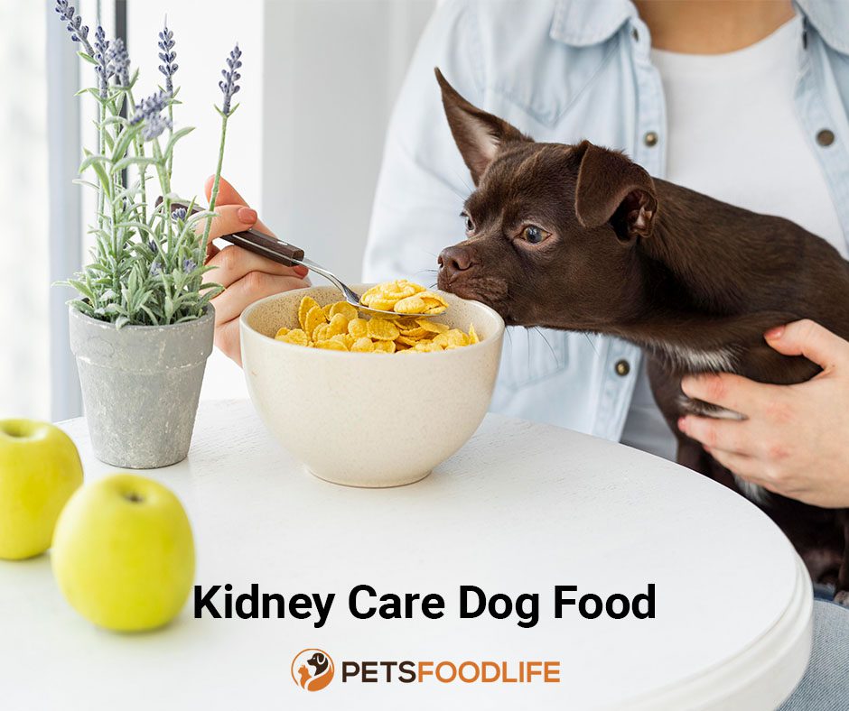 Best Kidney Care Dog Food: Keep Your Dog’s Kidneys Healthy