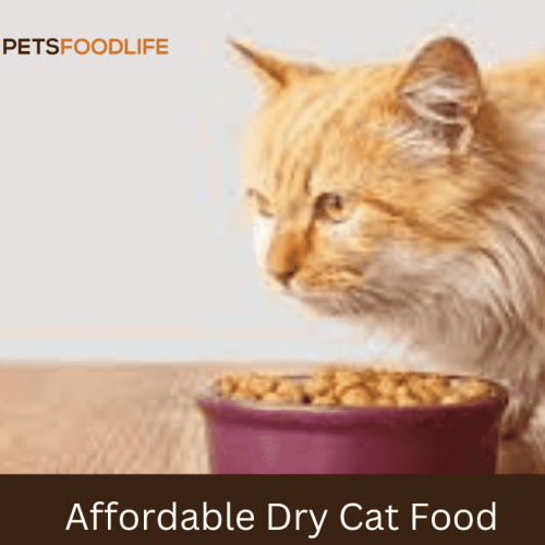 Affordable Dry Cat Food for Kitten to Adult Transition