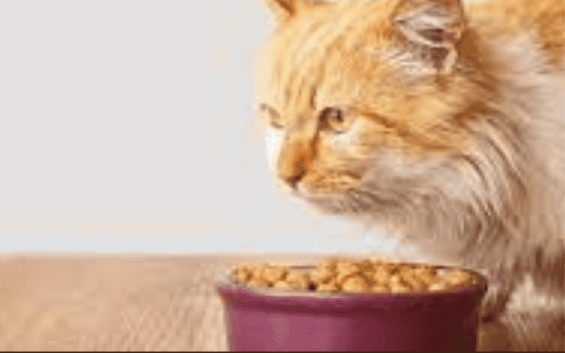 Affordable Dry Cat Food for Kitten to Adult Transition