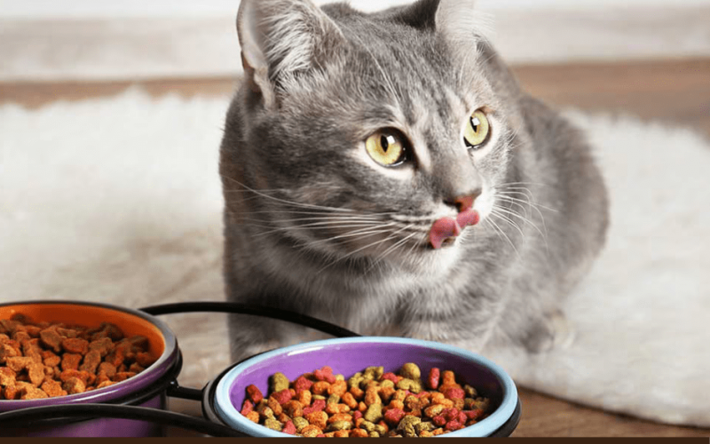 Premium Air Dried Cat Food for Feline Health