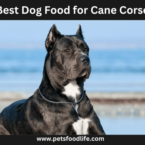 Best Dog Food for Cane Corso: 10 Healthy Foods to Include in Your Diet Plan