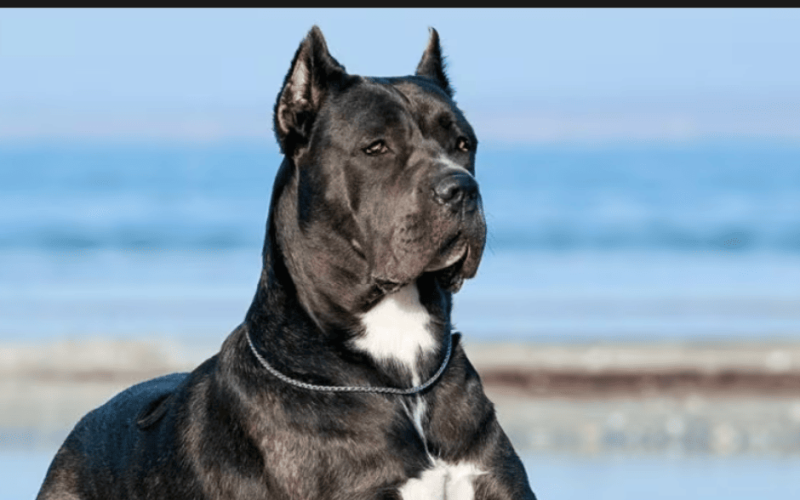 Best Dog Food for Cane Corso: 10 Healthy Foods to Include in Your Diet Plan