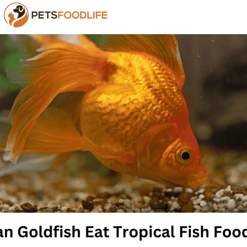 Can Goldfish Eat Tropical Fish Food: Essential Guide